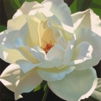 Rose In The Shadows